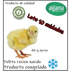 Pollitos (Producto congelado)